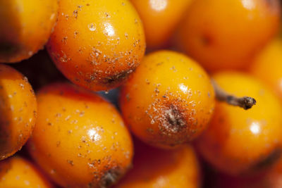 Close-up of tomatoes