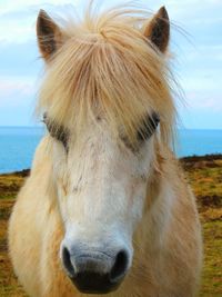 Close-up portrait of horse on field against sky