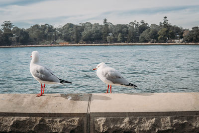 Seagulls perching on retaining wall by sea