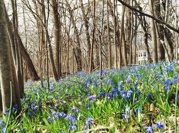 Close-up of flowers in forest