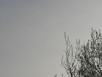 Low angle view of birds flying in the sky