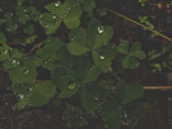 Close-up of wet plant leaves during rainy season