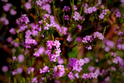 Close-up of insect on purple flowers