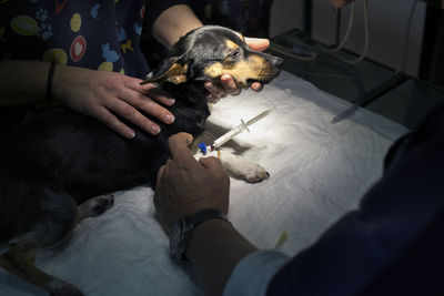 Cropped image of veterinarians examining dog in clinic