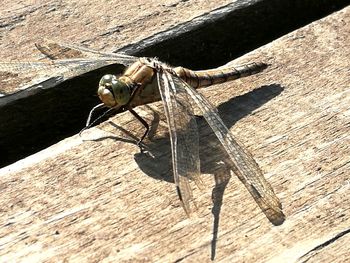 High angle view of insect on wood