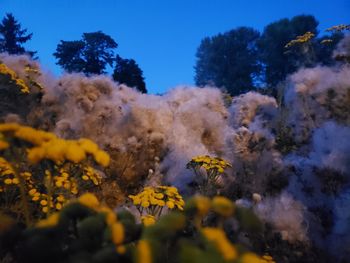 Low angle view of flowering trees against blue sky