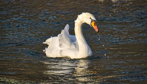 Swan swimming in lake