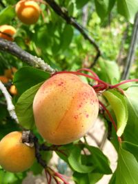 Close-up of fruit growing on tree