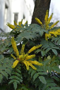 Close-up of flowers