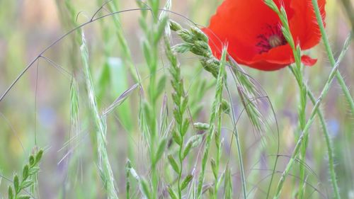 Close-up of red flowering plants on field