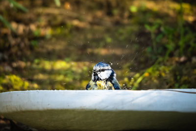 View of blue tit bathing in the water
