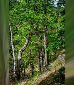 Trees in forest