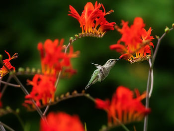 Close-up of red flowering plant