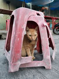 Portrait of cat sitting on wood