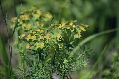 Close-up of flowering plant