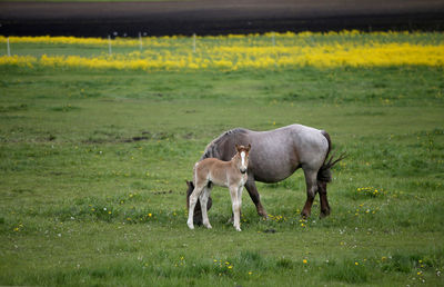 Horse standing on field