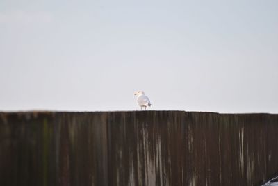 Low angle view of seagull perching on wood against sky