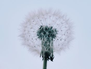 Close-up of dandelion against sky