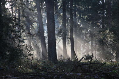 Trees in forest
