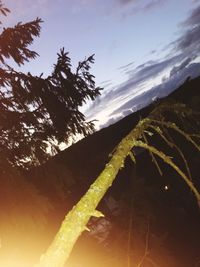 Low angle view of tree against sky