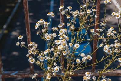 Close-up of cherry blossom