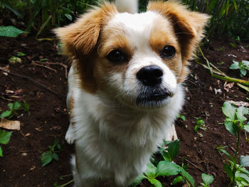 Close-up portrait of dog on field