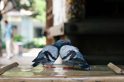 Pigeons perching on a table