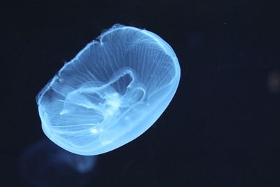 Close-up of jellyfish against black background