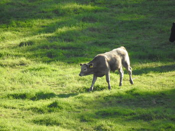 View of a horse on field