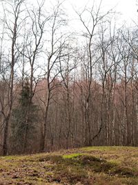 Bare trees on field during autumn