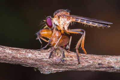 Close-up of mosquito mating on plant