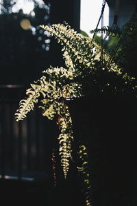 Close-up of illuminated christmas tree