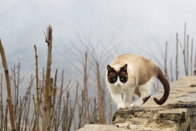 Portrait of cat standing on retaining wall