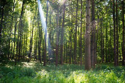 Scenic view of forest