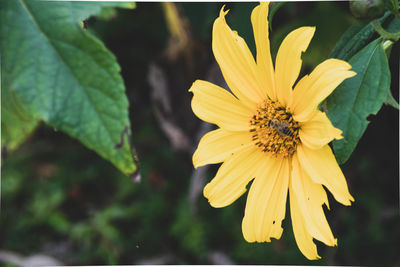 Close-up of yellow flower