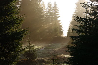 Trees on landscape against sky