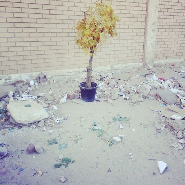 built structure, architecture, building exterior, wall - building feature, brick wall, flower, day, street, abandoned, wall, outdoors, sidewalk, no people, messy, plant, stone wall, old, garbage, cobblestone, leaf