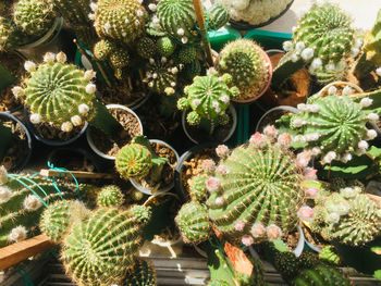 High angle view of succulent plants