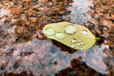 High angle view of leaf on rock