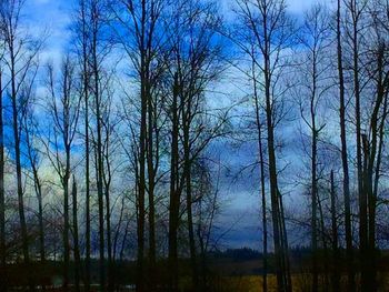 Bare trees on landscape against blue sky