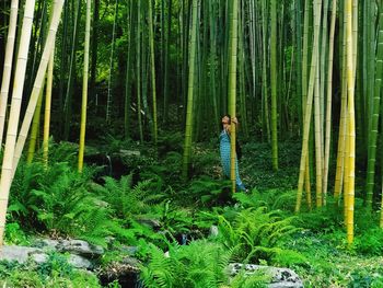 Bamboo forest - onesses - one with nature