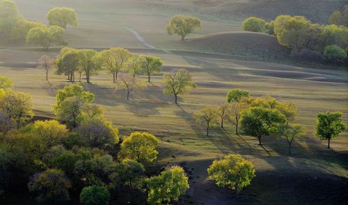 Trees on landscape against sky