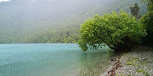 Scenic view of lake in forest