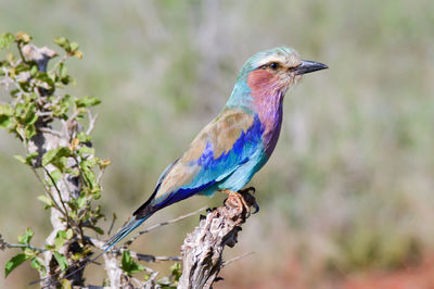 Close-up of bird perching on branch