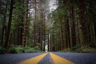 Empty road amidst trees in pnw forest 