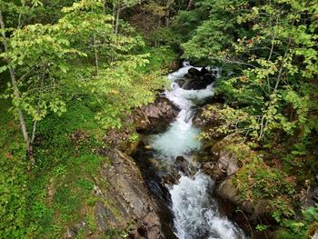 View of stream flowing in forest