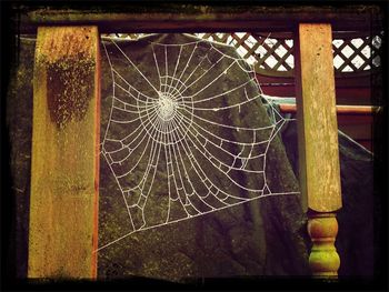 spider web