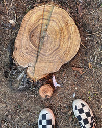 High angle view of tree stump on field