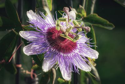 Close-up of purple flower