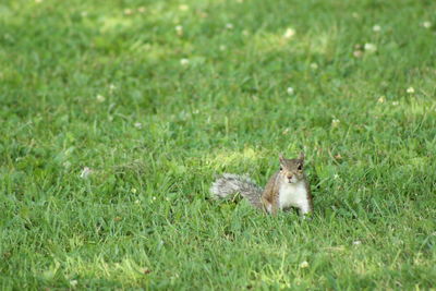 Squirrel on field